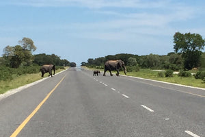 Elephants & Waterfalls: The Road from Gaborone to #JVFC